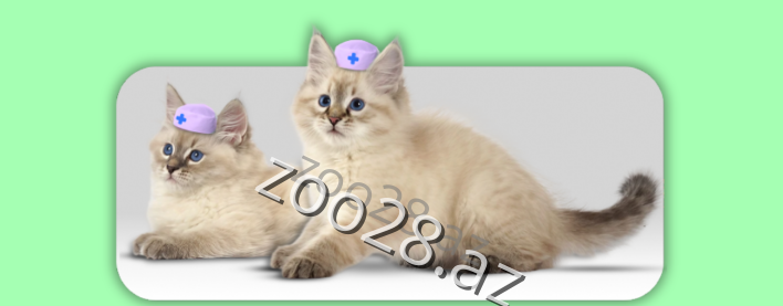 Pişiklərdə ən çox rast gəlinən 7 xəstəlik və əlamətləri